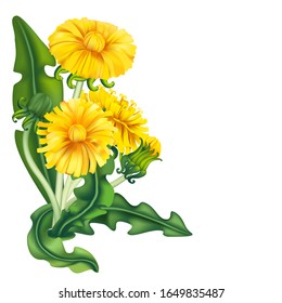 banner de diente de león, ilustración vectorial de estilo realista aislada en vectores de fondo blanco