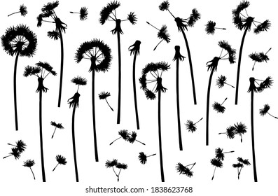 Dandelions black silhouettes set on white background