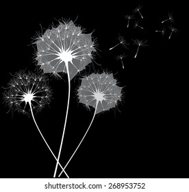 dandelions black and white vector illustration
