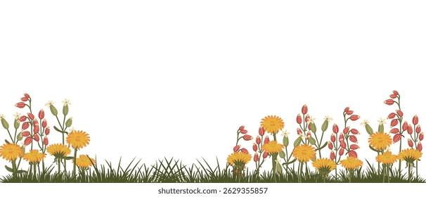 dandelions and bladder campion, field flowers, vector drawing plants at white background, floral elements, hand drawn botanical illustration