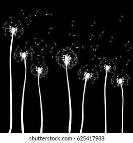 Dandelions blowing. Vector illustration of white silhouettes on black background