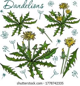 Dandelions different flower elements vector design
