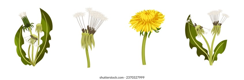 Dandelions Flower Growing on Green Stem Vector Set