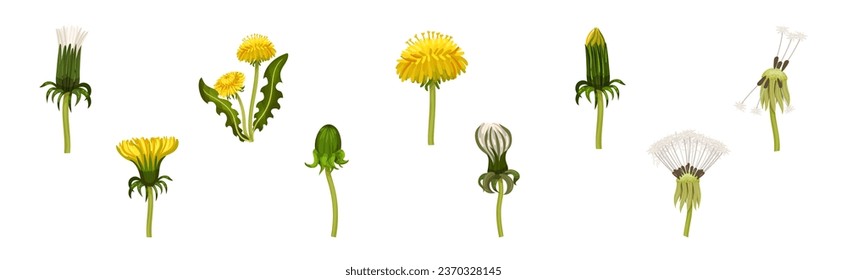 Dandelions Flower Growing on Green Stem Vector Set