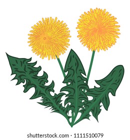 Dandelions flower vector illustration on a white background