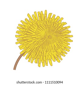 Dandelions flower vector illustration on a white background