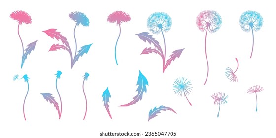 Dandelions, flowers, fluff and leaves. Dandelion design elements. Vector pink blue gradient illustration.