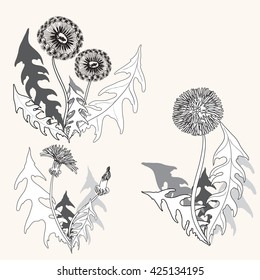 Dandelions - flowers, leaves and buds. Vector background. Use printed materials, signs, posters, postcards, packaging.
