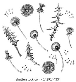 Dandelions Flowers Seamless Pattern.  Hand drawn sketches. Vector Illustration