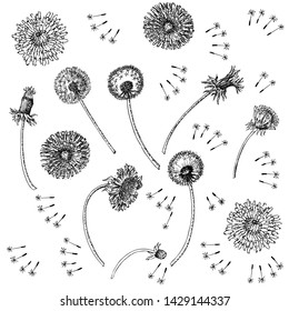 Dandelions Flowers Seamless Pattern.  Hand drawn sketches. Vector Illustration