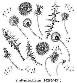 Dandelions Flowers Seamless Pattern.  Hand drawn sketches. Vector Illustration