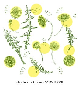 Dandelions Flowers Seamless Pattern.  Hand drawn sketches. Vector Illustration