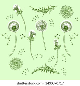 Dandelions Flowers Seamless Pattern.  Hand drawn sketches. Vector Illustration