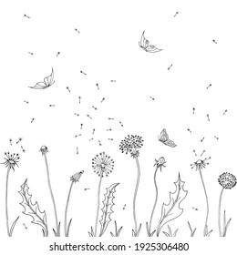 Dandelions. Fly seeds of dandelion. Vector illustration of a sketch. Summer background with flowers and butterfly.