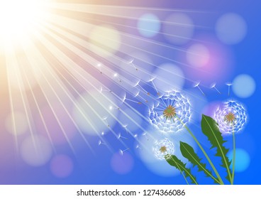 Dandelions with flying fluff on the blue sky and  sunlight background. Vector Illustrations