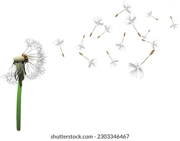 dandelions flying in the wind