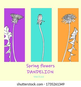 
dandelions graphics without color black contour on a colored background spring flowers leaves vector
