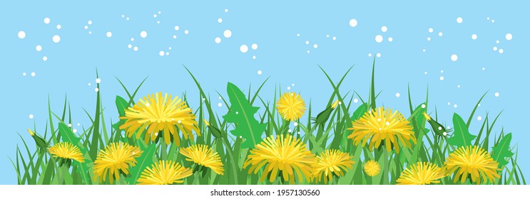 Dandelions and grass on a blue background. 