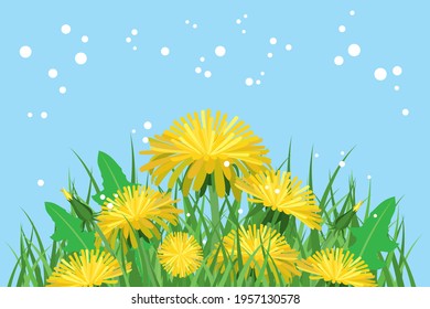 Dandelions and grass on a blue background. 