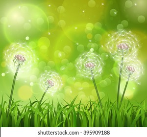 Dandelions in the grass on a green background. Vector illustration.