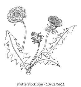 Dandelions hand-drawn botanical lineart vector illustration for coloring. Vector illustration isolated on white background