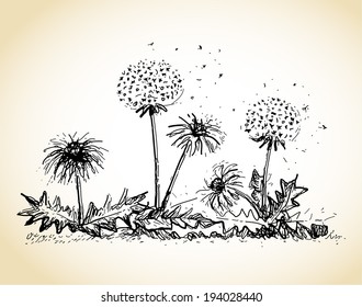Dandelions illustration Ã¢Â?Â? drawing soft motive of dandelion flowers, subtle romantic and natural feeling