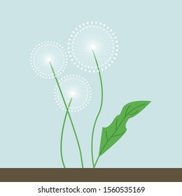 Dandelions, ilustración, vector sobre fondo blanco.