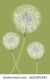 Dandelions isolated on green background