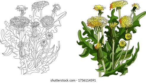 Dandelions en las hojas. Sobre fondo blanco. Flores silvestres. Páginas de libros de coloreado de vectores. Ilustración dibujada por mano