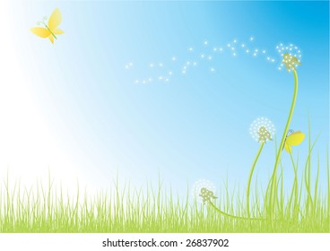 dandelions in meadow