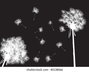 Dandelions in the night, desktop background