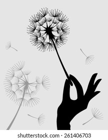 Dandelions on the  background.