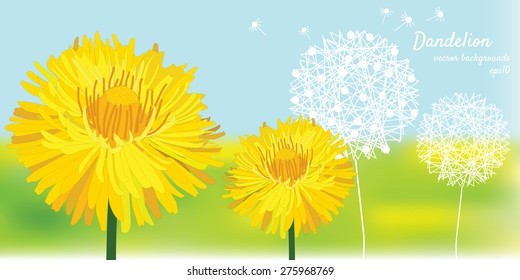 Dandelions on a background of meadows, yellow, white outline, vector, illustration