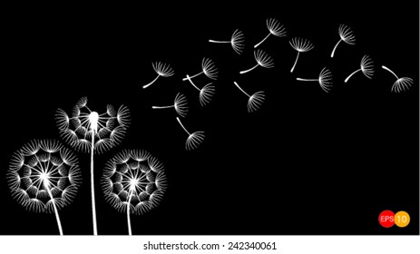 Dandelions on the black background