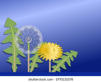 Dandelions on a blue background with a blank space to insert, Vector illustration