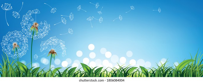 Dandelions on Blue sky with fresh green grass and light bokeh for Spring or summer background