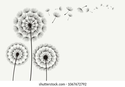 Dandelions on light background