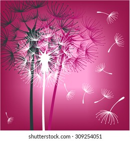 Dandelions on the magenta background. Vector illustration