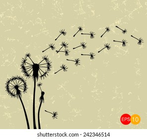 Dandelions on the old background