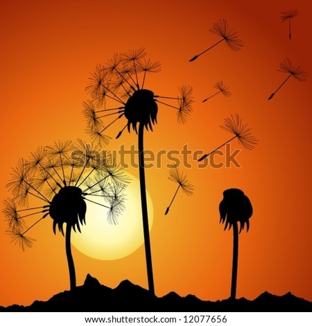 dandelions on sunset (for more see my port)