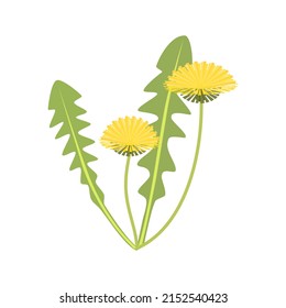Dandelions on a white background. Taraxacum. Vector illustration 