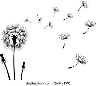 Dandelions on the white background. Vector illustration