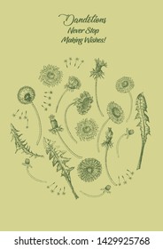 Dandelions Poster Wild Flowers Sketches. Hand Drawn Digital  Illustration