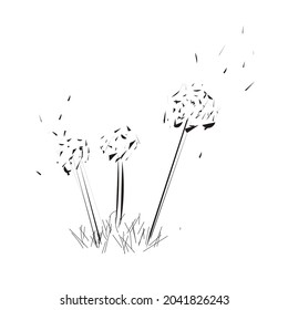 Dandelions con semillas y hierba.