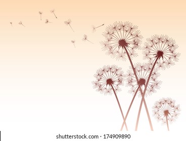 dandelions in sepia