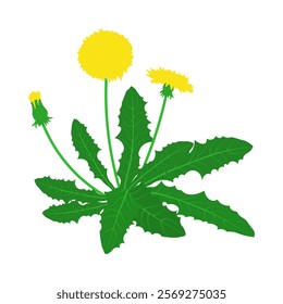 Dandelions. Set of yellow flowers. Green leaves and stems. White background. 