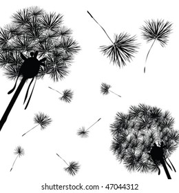 Dandelions silhouettes against white background