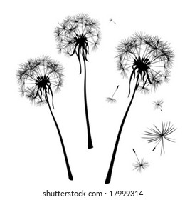 dandelions silhouettes in wind - Shutterstock ID 17999314
