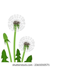 Dandelions spring background vector illustration