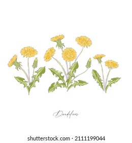 Dandelions Spring Wildflower Botanical Hand Drawn Vector Illustration Set Isolated On White. Vintage Romantic Cottage Garden Florals Curiosity Cabinet Aesthetic Print.